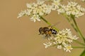 Orange-spined drone fly on a white flower Royalty Free Stock Photo