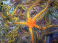 Orange Spiny Brittle Star