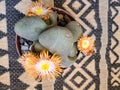 Orange Split Rock Flowers on Geometric Black and Tan Woven Background