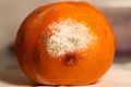 Orange spoiled by overripe with mold