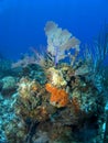 Orange Sponge growing on a Cayman Island Reef Royalty Free Stock Photo