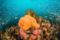 Orange sponge and pink corals
