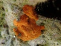 Orange sponge Porifera growing on rock