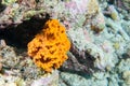 Orange sponge in the reef background while divinig Indonesia Royalty Free Stock Photo