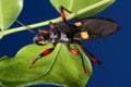 Predator used as eco friendly and biological pest control Royalty Free Stock Photo
