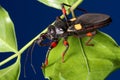 Predator used as eco friendly and biological pest control