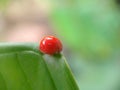 orange spotless ladybug on a green leaf