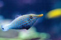 Orange spotted filefish Oxymonacanthus longirostris Royalty Free Stock Photo