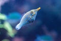 Orange spotted filefish Oxymonacanthus longirostris Royalty Free Stock Photo