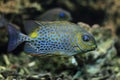 Orange spotted foxface rabbitfish Royalty Free Stock Photo