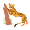 Jaguar near a tree trunk. Vector illustration on a white background.