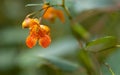 Orange Spotted Jewelweed