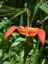 Tigridia pavonia red and yellow spotted flower