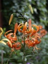 Orange spotted lilies on a green background of leaves. Natural sunny summer background with lilies. Royalty Free Stock Photo