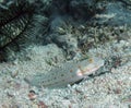 Orange Spotted Shrimp Goby Amblyeleotris guttata