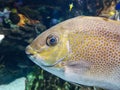 Orange-spotted spinefoot fish swimming in tank Royalty Free Stock Photo