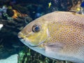 Orange-spotted spinefoot fish swimming in tank