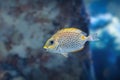 Orange-spotted Spinefoot or Gold-saddle Rabbitfish - Marine fish Royalty Free Stock Photo