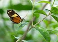 Orange-Spotted Tiger Clearwing Butterfly with Closed Wings Perched on a Leaf