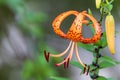 Tiger lily and bud with blurred background Royalty Free Stock Photo