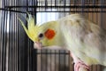 Yellow cockatiel in the cage Royalty Free Stock Photo