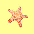 Orange spotty starfish on a yellow sand