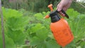 orange spray for kitchen garden plants in working. close up.