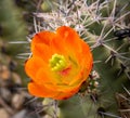 Orange Spring Flower on a Cactus in the Sonoran Desert of Arizona Royalty Free Stock Photo