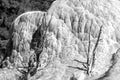 Orange Spring Mound, Yellowstone Royalty Free Stock Photo