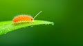 A Orange Springtail on Dew Covered Leaf Royalty Free Stock Photo