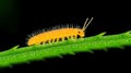 A Orange Springtail on Leaf Royalty Free Stock Photo