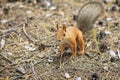 Orange squirrel