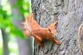 An orange squirrel carefully looks forward, clinging to a tree trunk