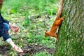 An orange squirrel runs down head by a tree trunk for a treat