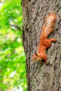 An orange squirrel runs upside down a tree trunk