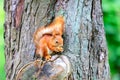 An orange squirrel sits on a tree trunk and nibbles a nut Royalty Free Stock Photo