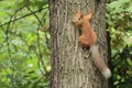 Orange squirrel on a tree Royalty Free Stock Photo