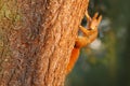 Orange squirrel on the tree trunk. Cute red squirrel in winter scene with snow on the tree trunk. Wildlife scene from nature. Cold