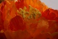 Orange stamen flower with visible pollen, outdoors on a sunny Royalty Free Stock Photo