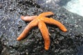 Orange starfish