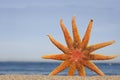 Orange Starfish