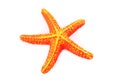 Orange starfish