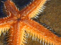 Orange starfish