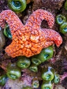 Orange starfish with anemones closeup on rock wall