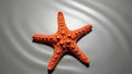 Highlights the starfish s details and creates subtle shadows around Royalty Free Stock Photo