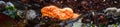 Orange starfish attached to the underside of a rock at low tide, Golden Gardens Park, Washington, USA