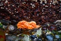 Orange starfish attached to the underside of a rock at low tide, Golden Gardens Park, Washington, USA