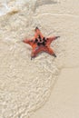 Orange starfish on the beautiful white beach background Royalty Free Stock Photo