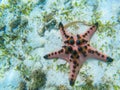 Orange starfish closeup on sandy sea bottom. Underwater photo of star fish in tropical seashore. Exotic island beach Royalty Free Stock Photo