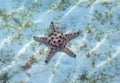 Orange starfish closeup on white sand. Underwater photo of star fish in tropical seashore. Exotic island beach undersea Royalty Free Stock Photo